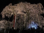 三春滝桜2010ﾀﾞｲｼﾞｪｽﾄ4.24　2010 Miharu waterfall cherry blossoms digest